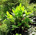 Water Canna / Canna flaccida 